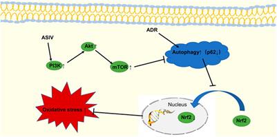 Astragaloside IV Attenuates the Myocardial Injury Caused by Adriamycin by Inhibiting Autophagy